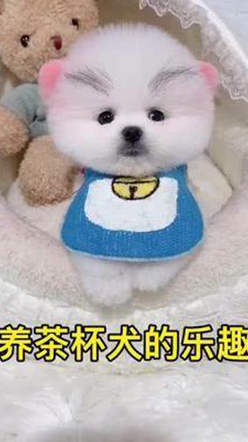 茶杯犬 宠物 宝宝 宠爱 狗狗 喜欢 可爱 有趣 萌宠 萌宝 萌娃